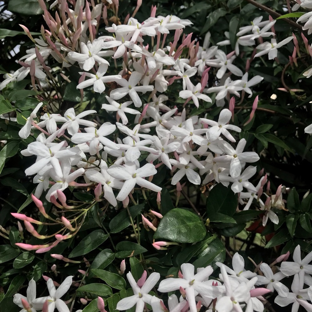 Meet your Posher, Rianna